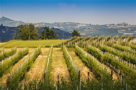 Verduno Patrimonio Comune - Paesaggi vitivinicoli